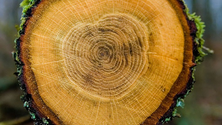 Породы древесины